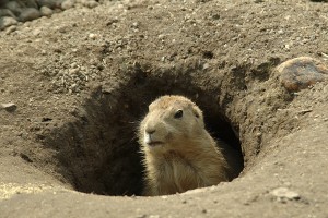 What would happen if the ground hog instead of being scared of his shadow on a sunny day, basked in the warmth of the sun?