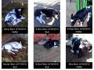Baby Pictures of our New Calves 