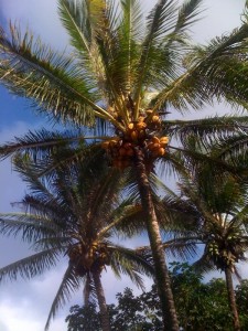 In Hawaii, the only excuse for not walking that I could come up with was the risk of a coconut falling on my head.   