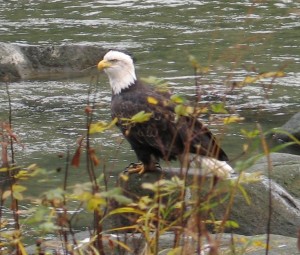Bald Eagle Fishing in Haines Alaska