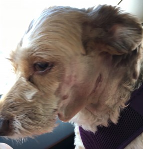 Here is Rosebud who I share with a family in Haines. She needed surgery to fix her salivary gland that had burst and was filling a sac below her chin. She made the trip south to get this fixed. She is heading back north the end of the month.
