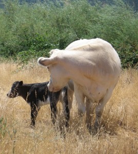 The Baby from a Red Bull and A White Cow - Mom Opt's In By Nature, Dad Opt's Out by Technology