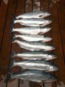 Sockeye Salmon Caught in the Chilkat Inlet Near Haines, Alaska August 4, 2012