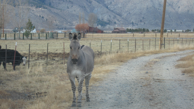 Either a Zebrass or a Zedonk - lives near the pool in Minden, Nevada