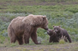 Being a Mama Bear creates a more threatening world.